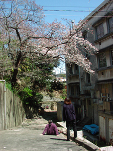 sakura01.jpg